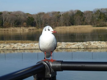 ユリカモメ 昆陽池 2019年1月30日(水)