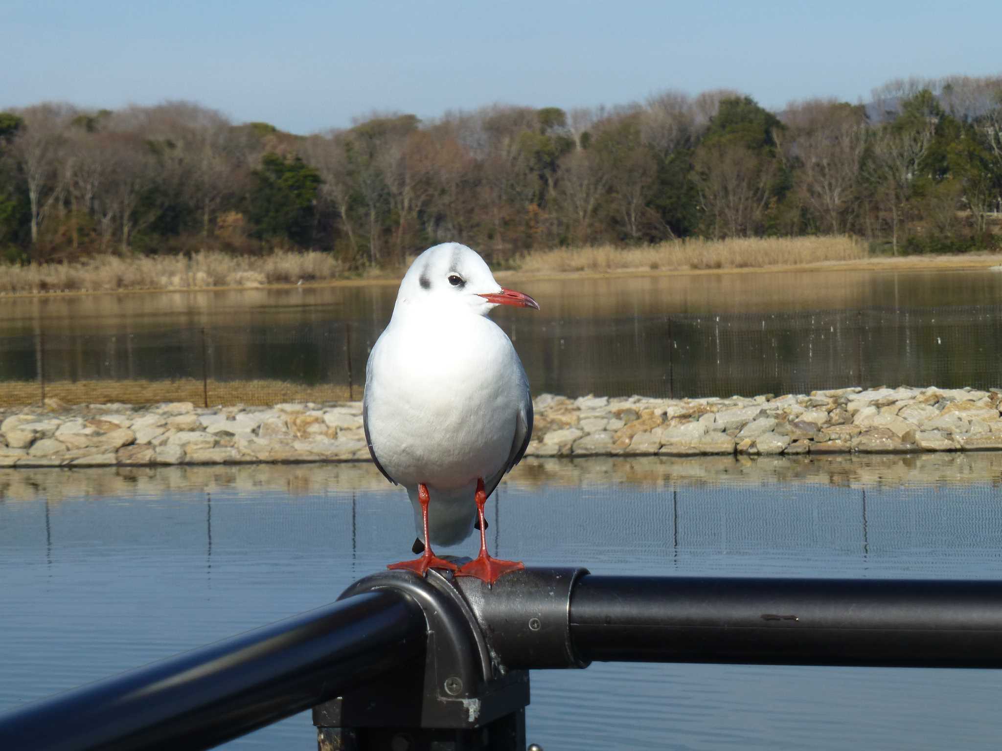 ユリカモメ