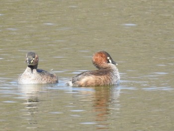 Little Grebe 京都市宝ヶ池公園 Wed, 1/30/2019