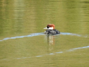 Smew 京都市宝ヶ池公園 Wed, 1/30/2019