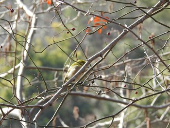 Warbling White-eye 京都市宝ヶ池公園 Wed, 1/30/2019