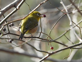 Warbling White-eye 京都市宝ヶ池公園 Wed, 1/30/2019