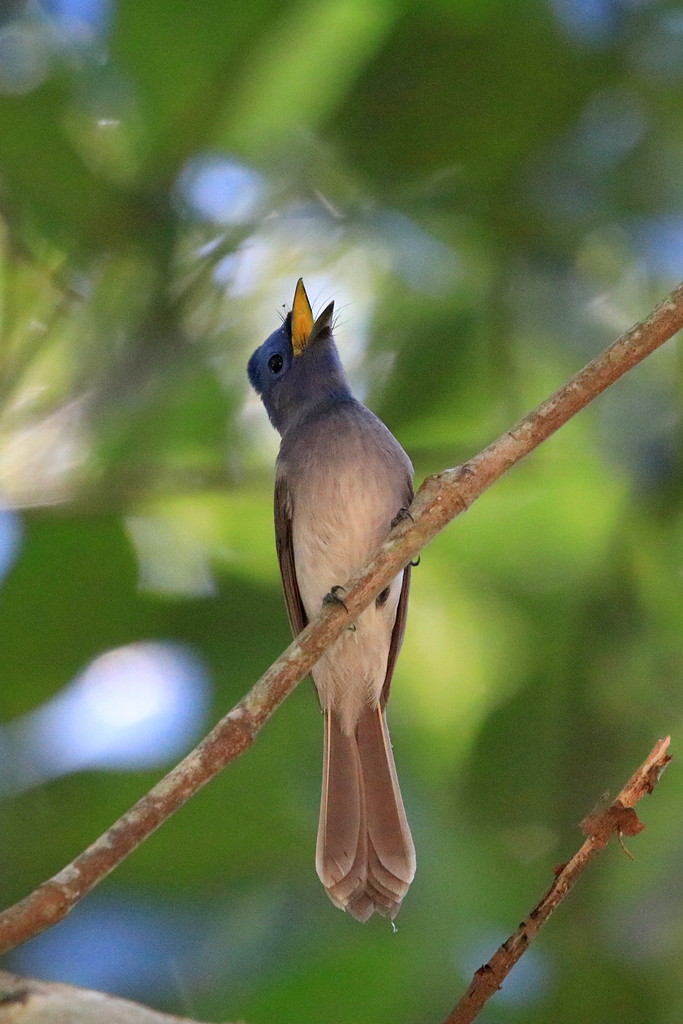 Black-naped Monarch