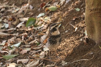 2019年1月29日(火) 三ツ池公園(横浜市鶴見区)の野鳥観察記録