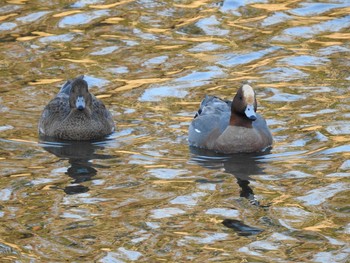 Eurasian Wigeon 鴨川デルタ Wed, 1/30/2019