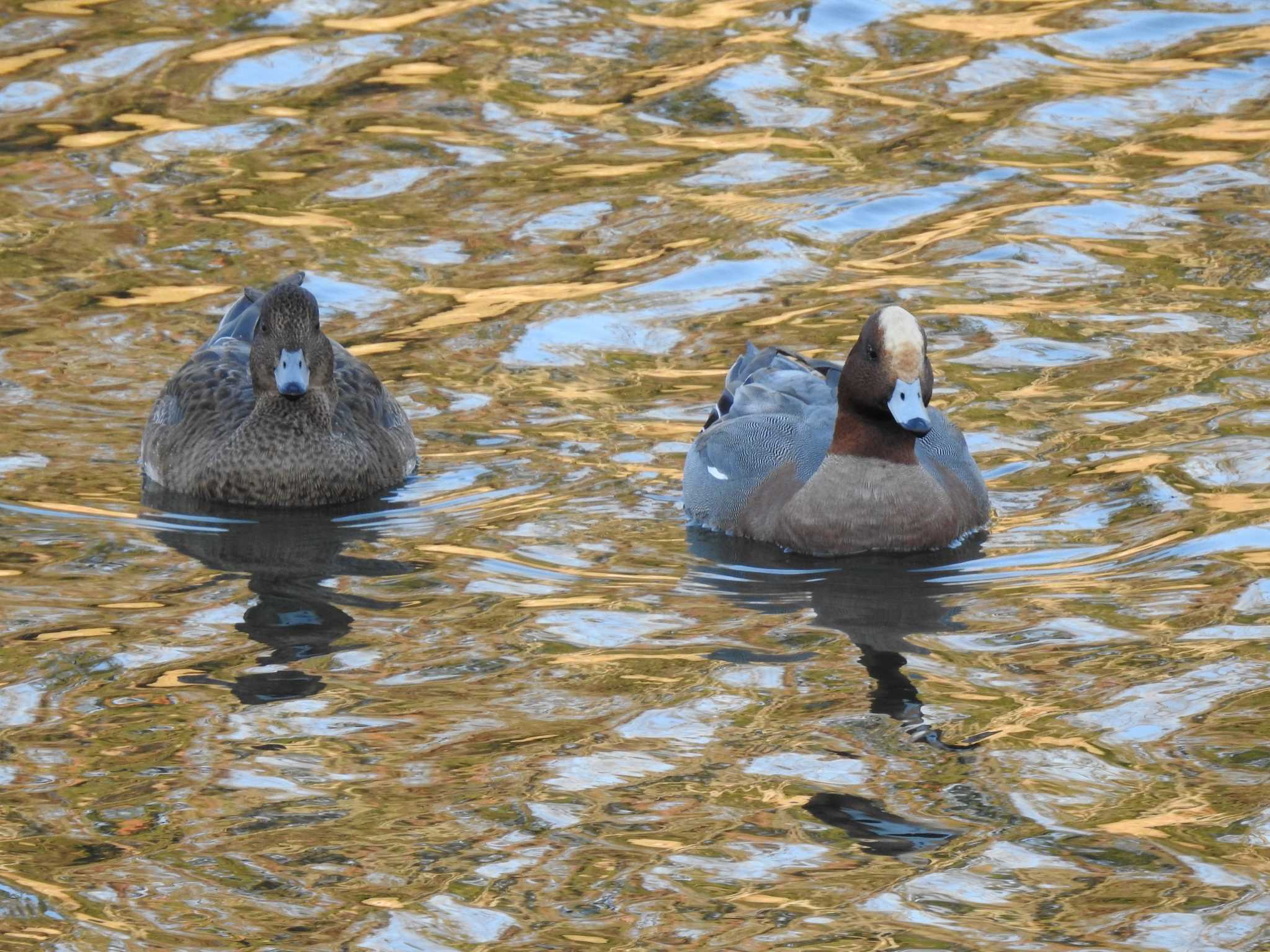 Photo of Eurasian Wigeon at 鴨川デルタ by hideneil