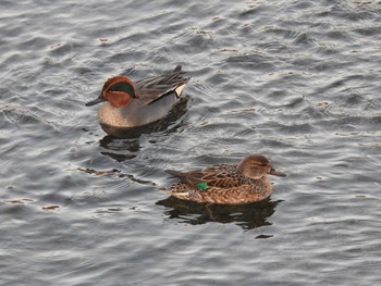 Eurasian Teal 高野川（京都） Wed, 1/30/2019