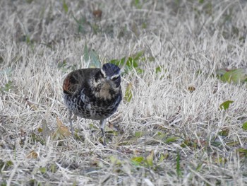 Dusky Thrush 鴨川 Wed, 1/30/2019