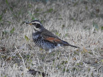 Dusky Thrush 鴨川 Wed, 1/30/2019