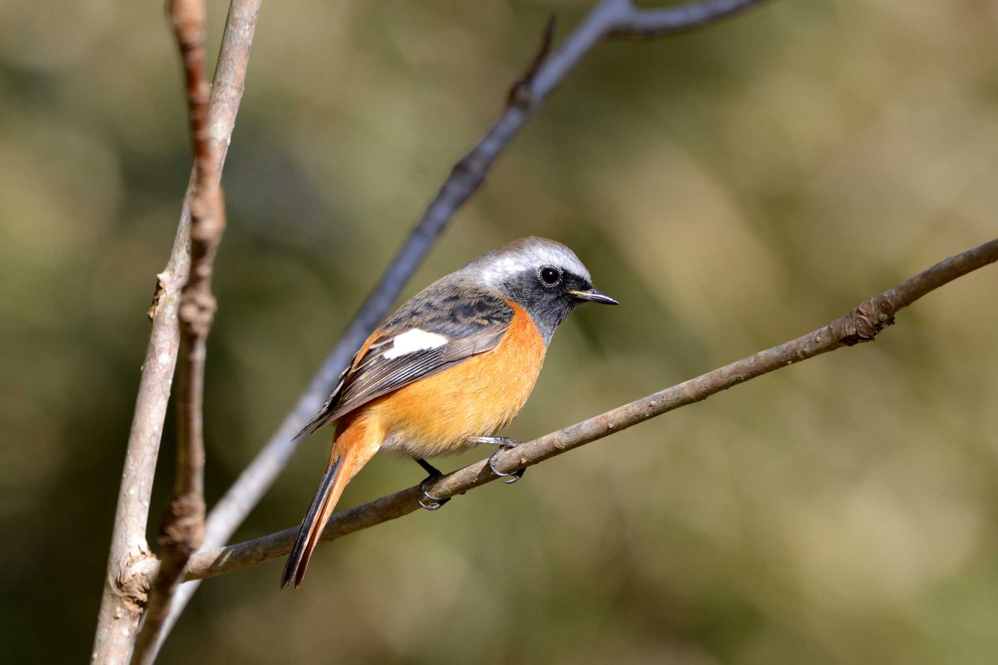 Daurian Redstart