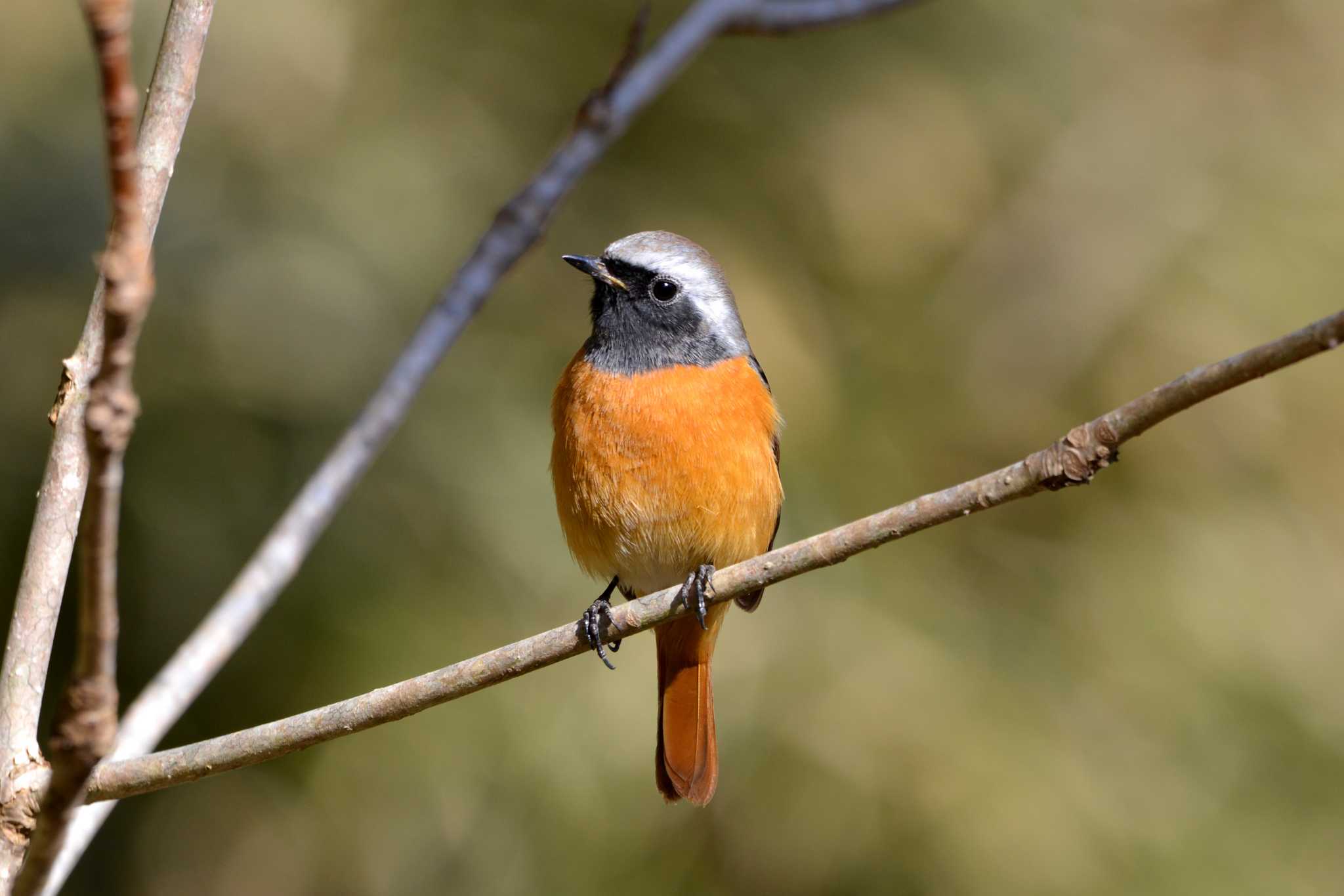 Daurian Redstart