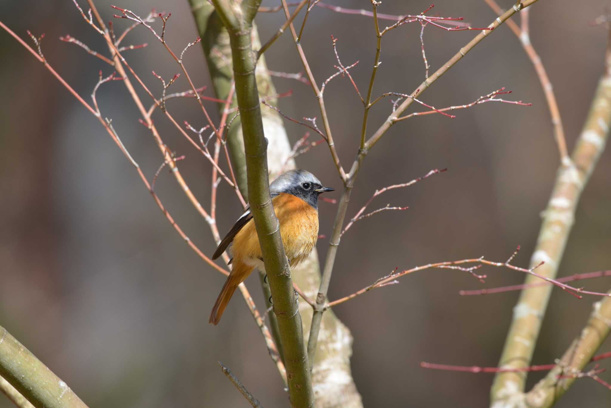 Daurian Redstart