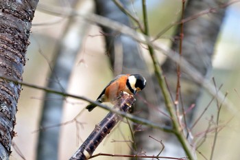 2019年1月30日(水) 三河湖園地の野鳥観察記録