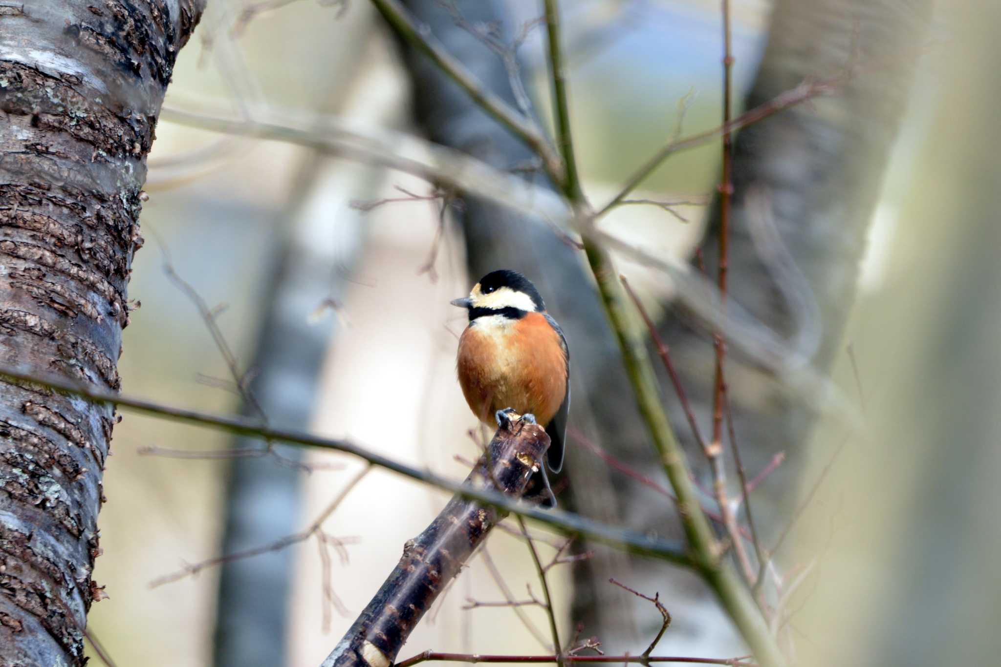 Varied Tit