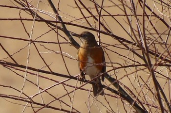 アカハラ 埼玉県　某調整池 2019年1月30日(水)