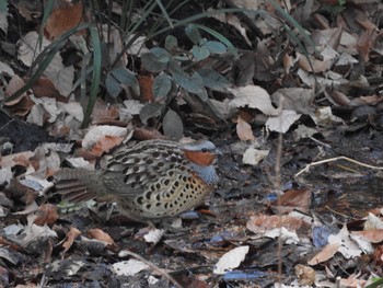 2019年1月30日(水) こども自然公園 (大池公園/横浜市)の野鳥観察記録