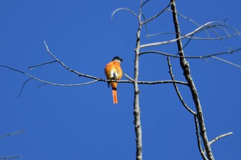 Grey-chinned Minivet 八仙山国家森林遊楽区 Fri, 1/18/2019