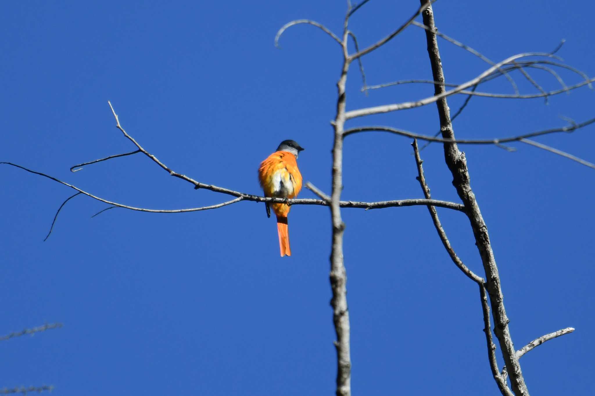 Photo of Grey-chinned Minivet at 八仙山国家森林遊楽区 by あひる