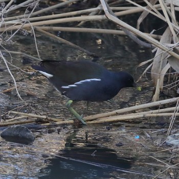 Common Moorhen 埼玉県 Sat, 1/26/2019