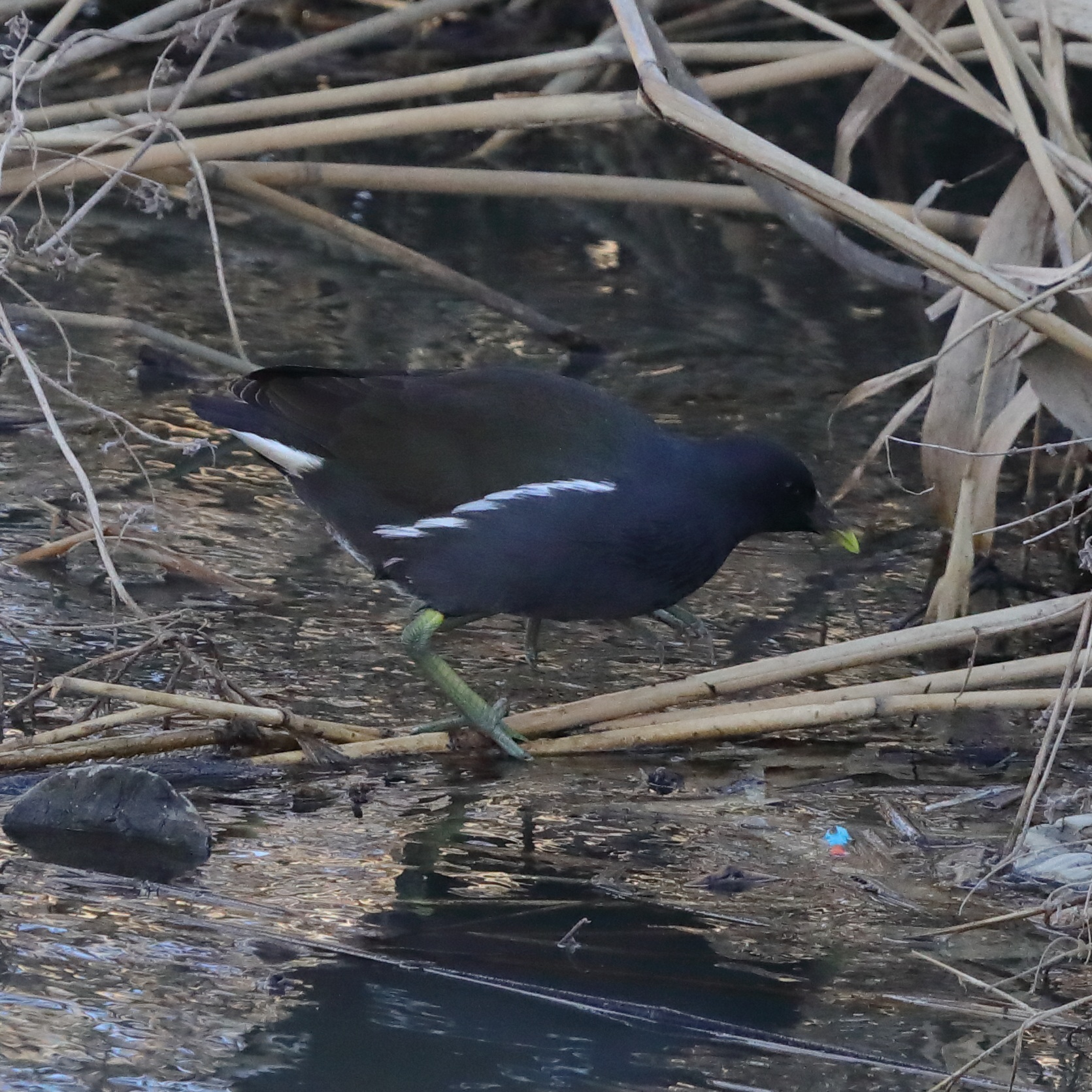 〔解決済〕この野鳥の種類を教えてください。 by Tadao Kanayama