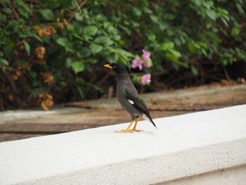 Javan Myna Fort Canning Park (Singapore) Sat, 5/13/2017