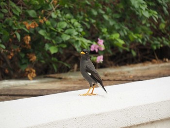 Javan Myna Fort Canning Park (Singapore) Sat, 5/13/2017