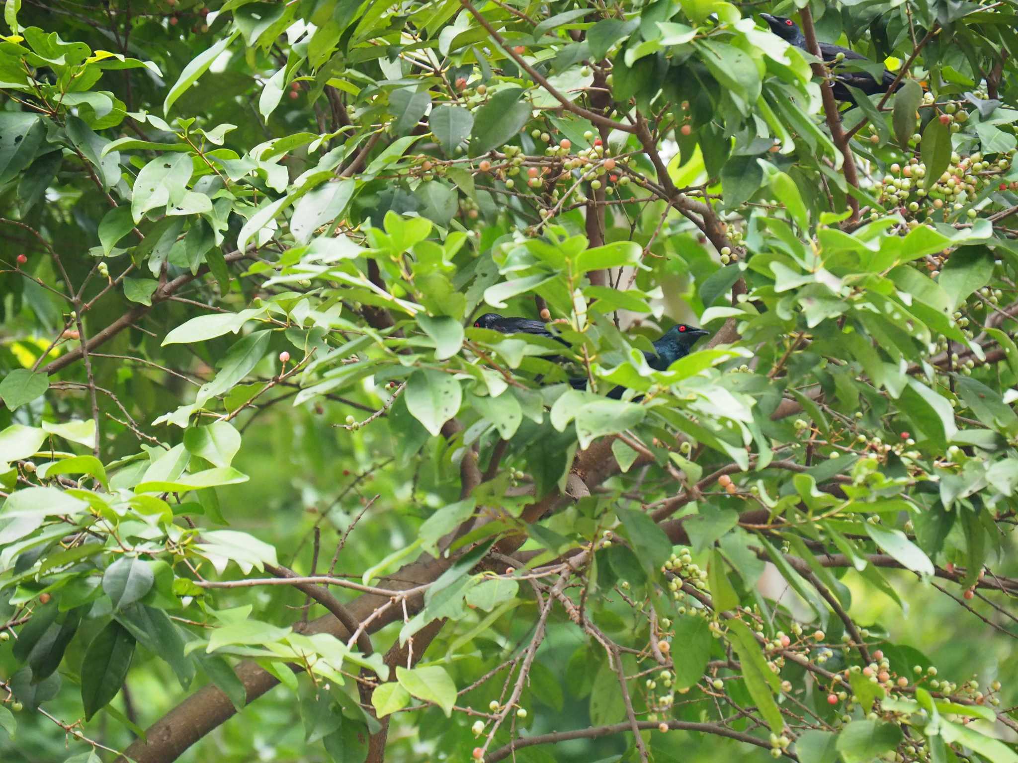 Asian Glossy Starling