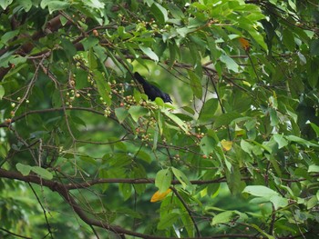 Asian Glossy Starling Fort Canning Park (Singapore) Sat, 5/13/2017