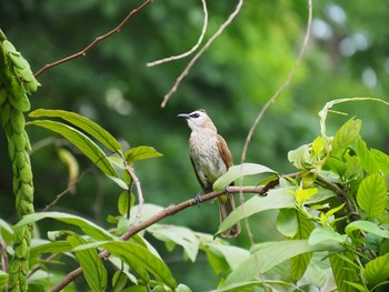 メグロヒヨドリ Fort Canning Park (Singapore) 2017年5月13日(土)