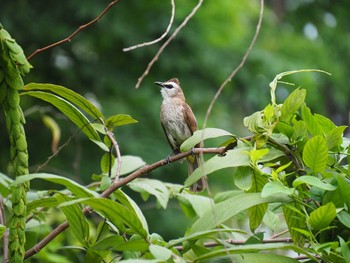 メグロヒヨドリ Fort Canning Park (Singapore) 2017年5月13日(土)