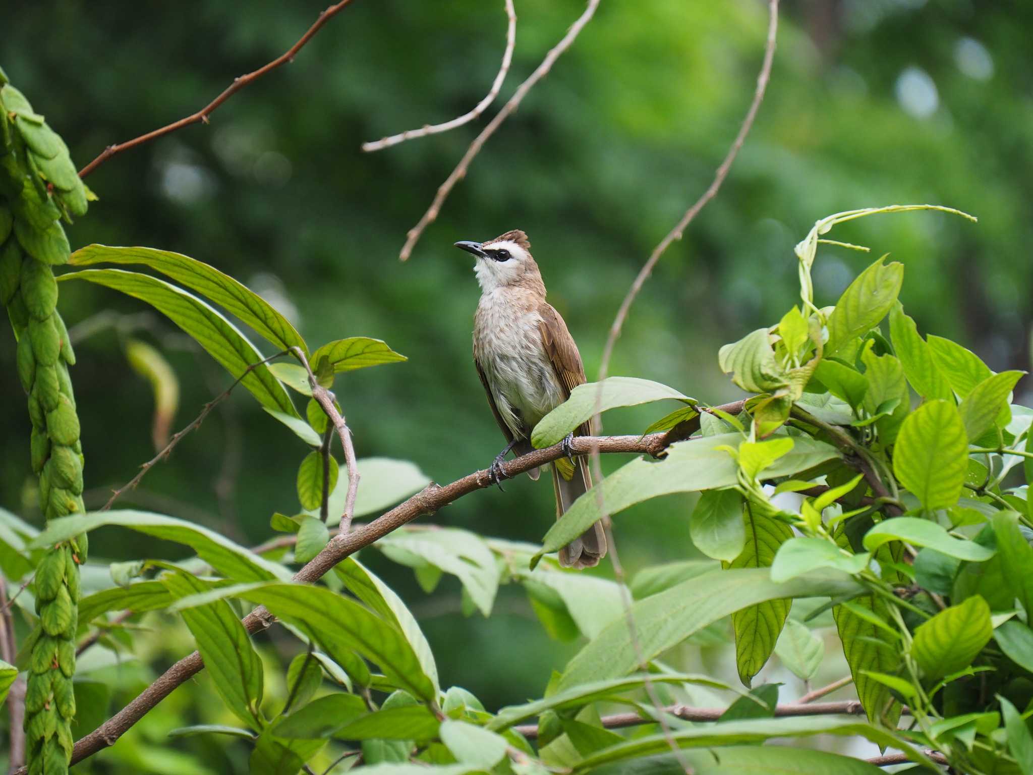 Fort Canning Park (Singapore) メグロヒヨドリの写真 by ryokawameister