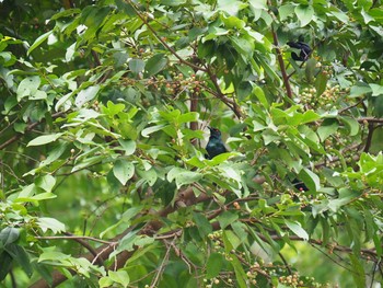 ミドリカラスモドキ Fort Canning Park (Singapore) 2017年5月13日(土)