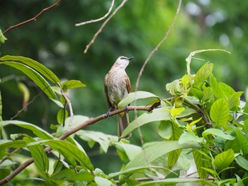 メグロヒヨドリ Fort Canning Park (Singapore) 2017年5月13日(土)