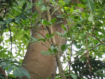 Indian White-eye Fort Canning Park (Singapore) Sat, 5/13/2017