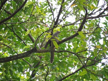 Asian Koel Fort Canning Park (Singapore) Sat, 5/13/2017