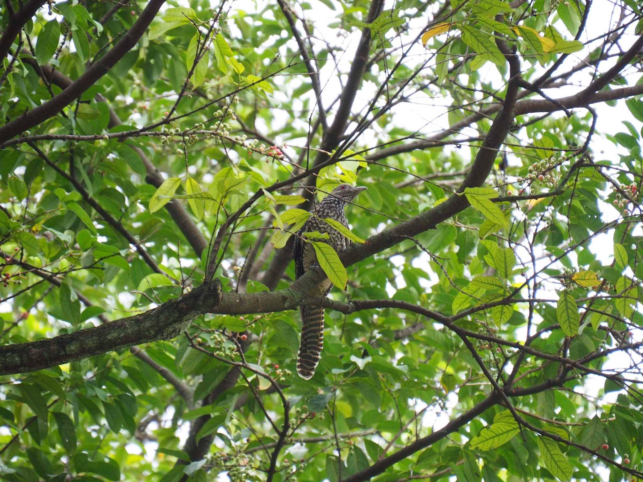 Asian Koel