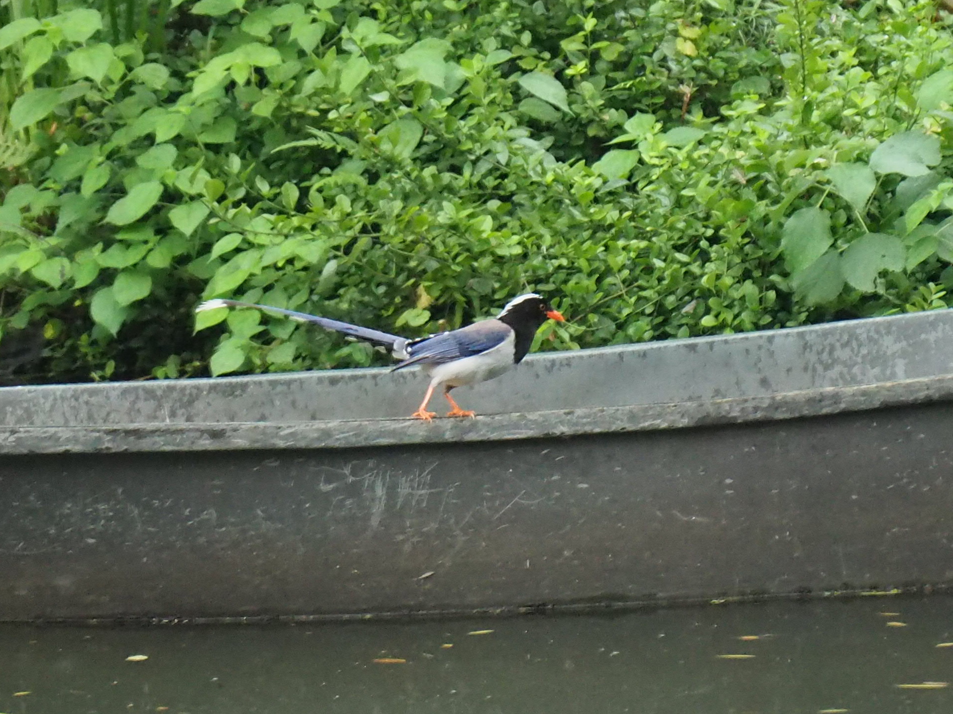 Red-billed Blue Magpie