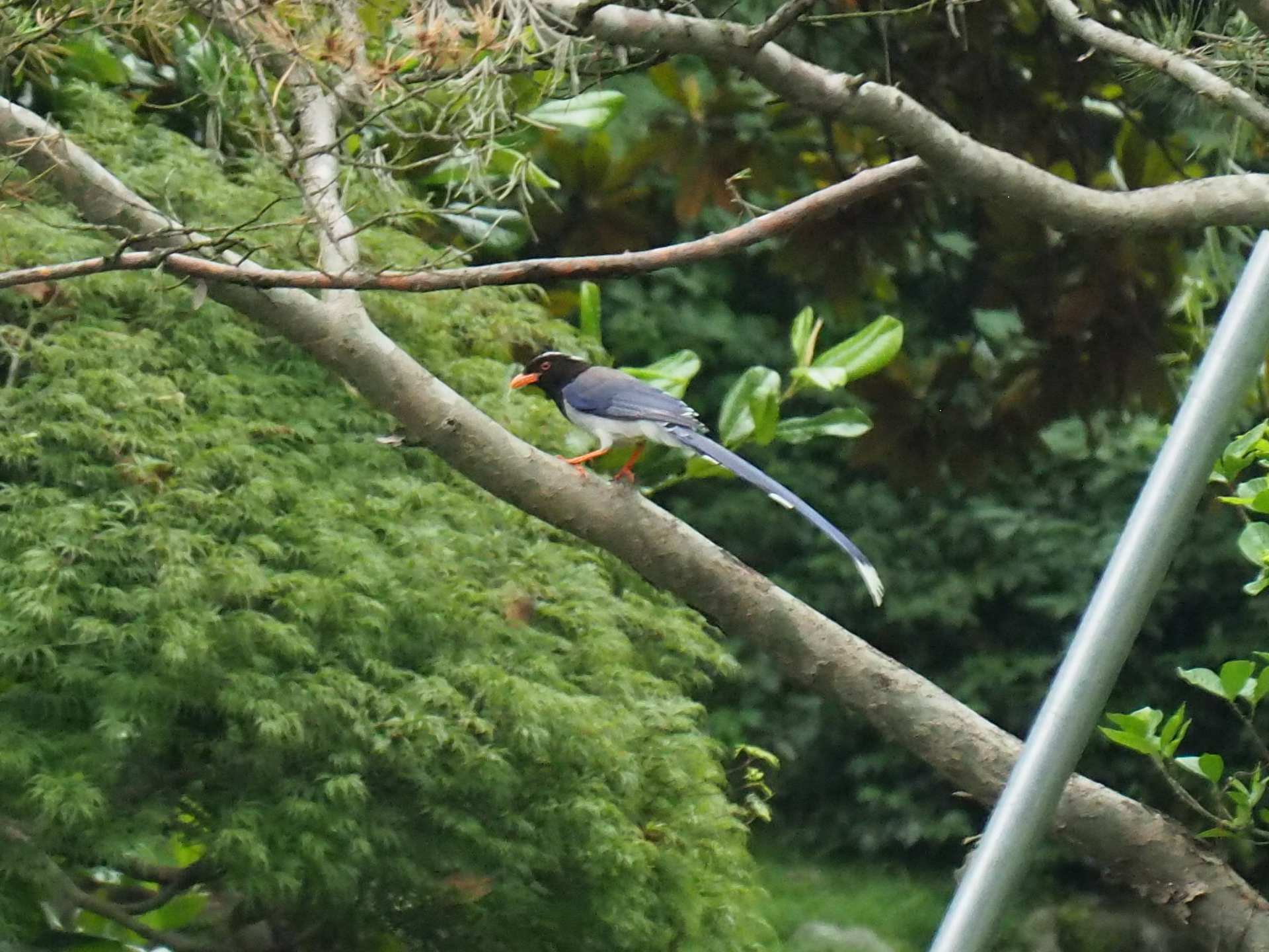 Red-billed Blue Magpie