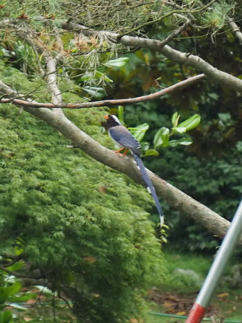 Red-billed Blue Magpie 西湖(杭州,中国) Sat, 6/3/2017