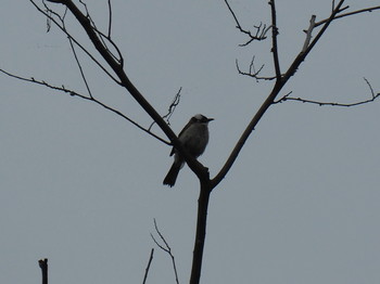 Light-vented Bulbul 西湖(杭州,中国) Sat, 6/3/2017