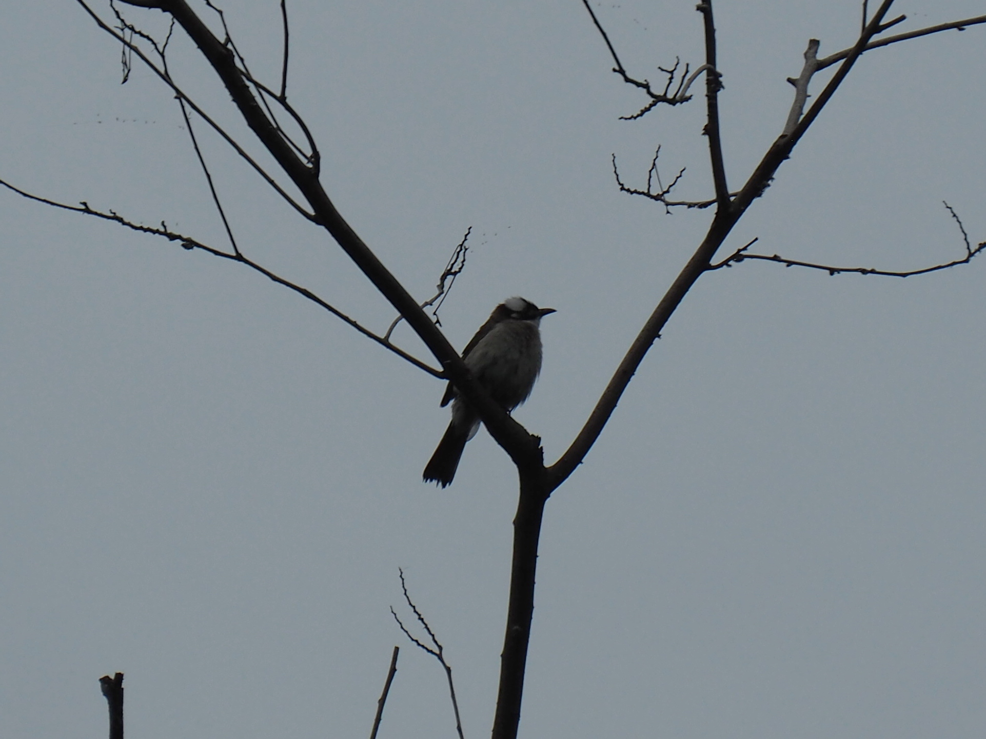 Light-vented Bulbul