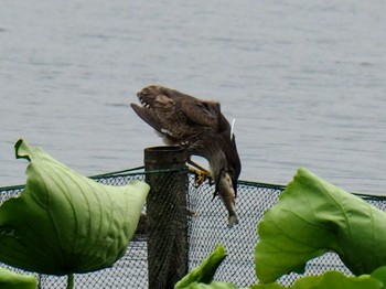 Black-crowned Night Heron 西湖(杭州,中国) Sat, 6/3/2017