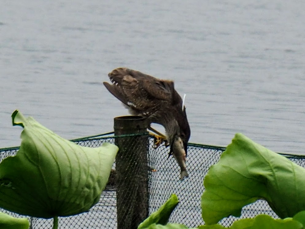 Black-crowned Night Heron