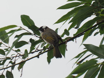 Light-vented Bulbul 西湖(杭州,中国) Sat, 6/3/2017