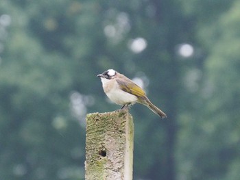 Light-vented Bulbul 西湖(杭州,中国) Sat, 6/3/2017