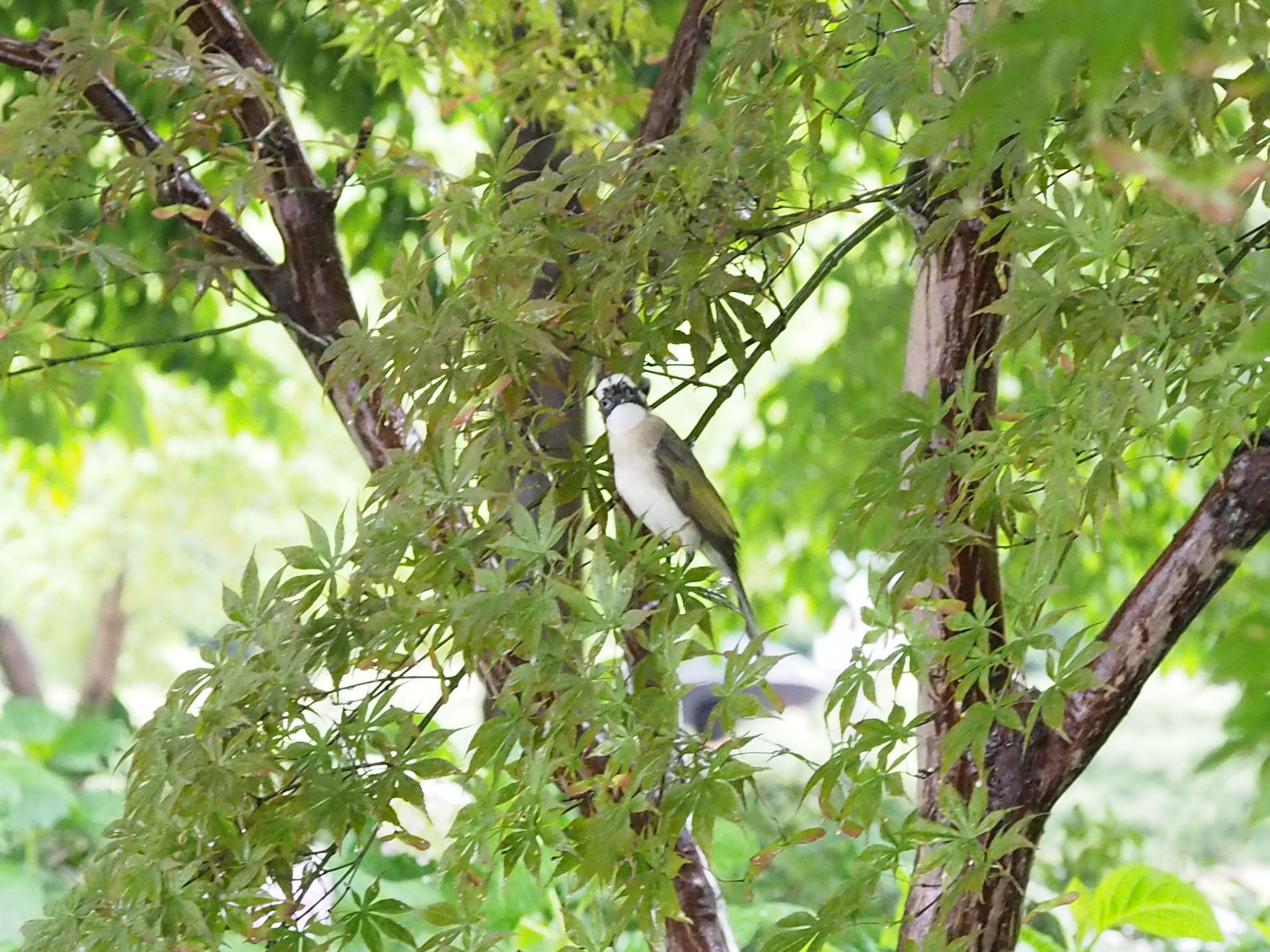 Light-vented Bulbul