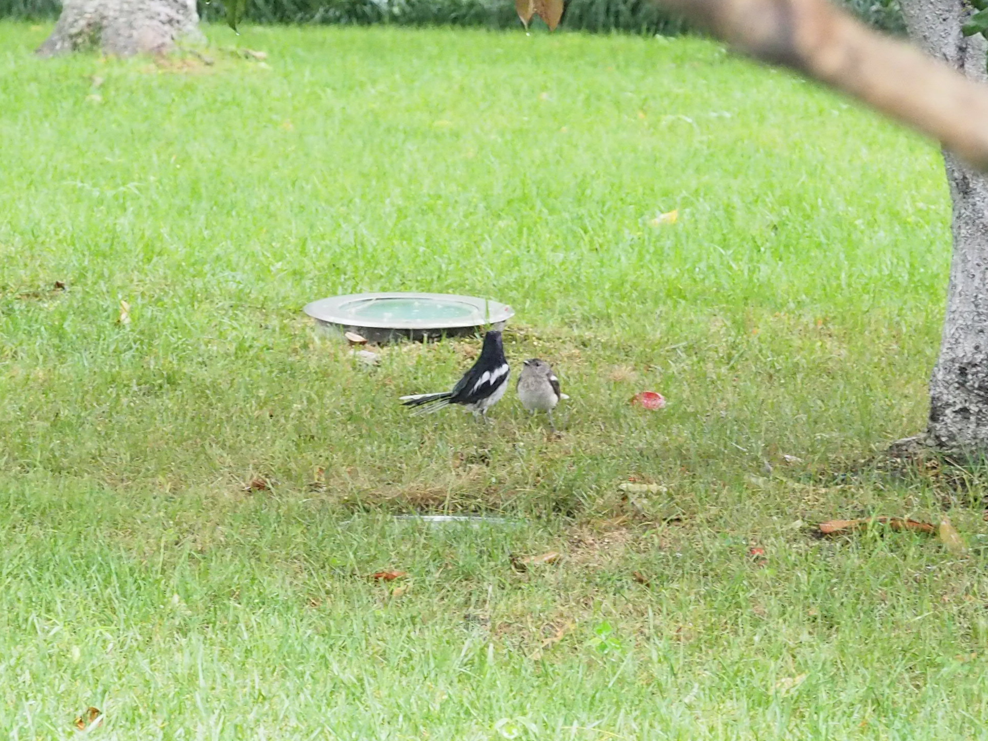 Oriental Magpie-Robin