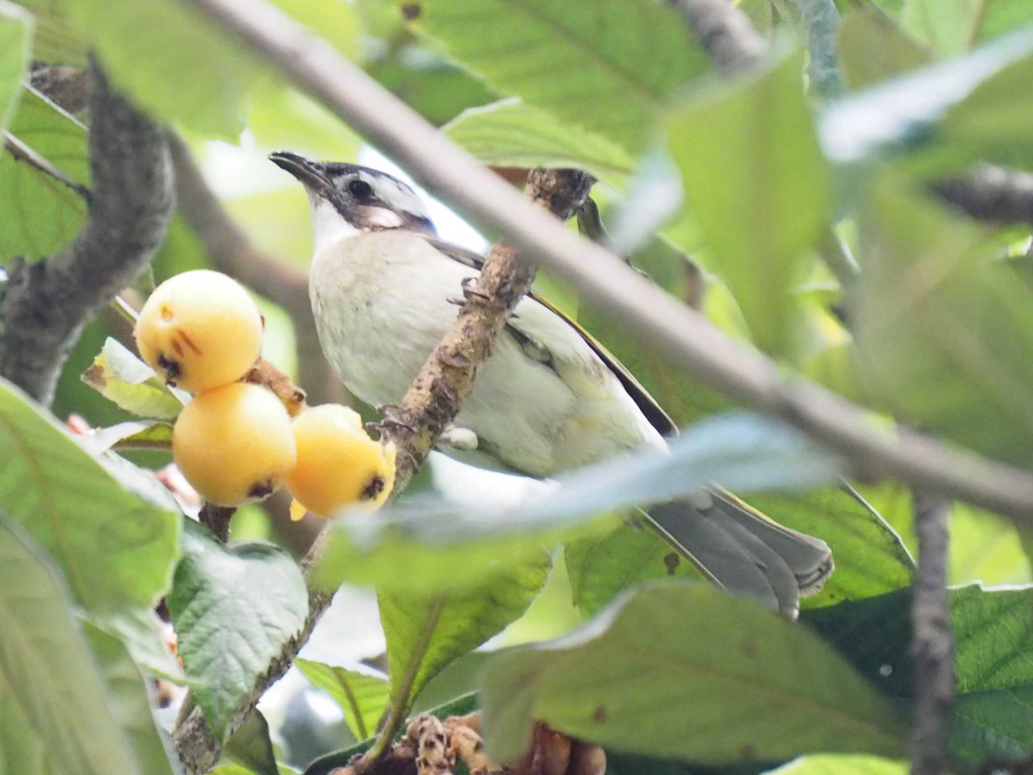 Light-vented Bulbul