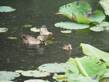 Eastern Spot-billed Duck 西湖(杭州,中国) Sat, 6/3/2017