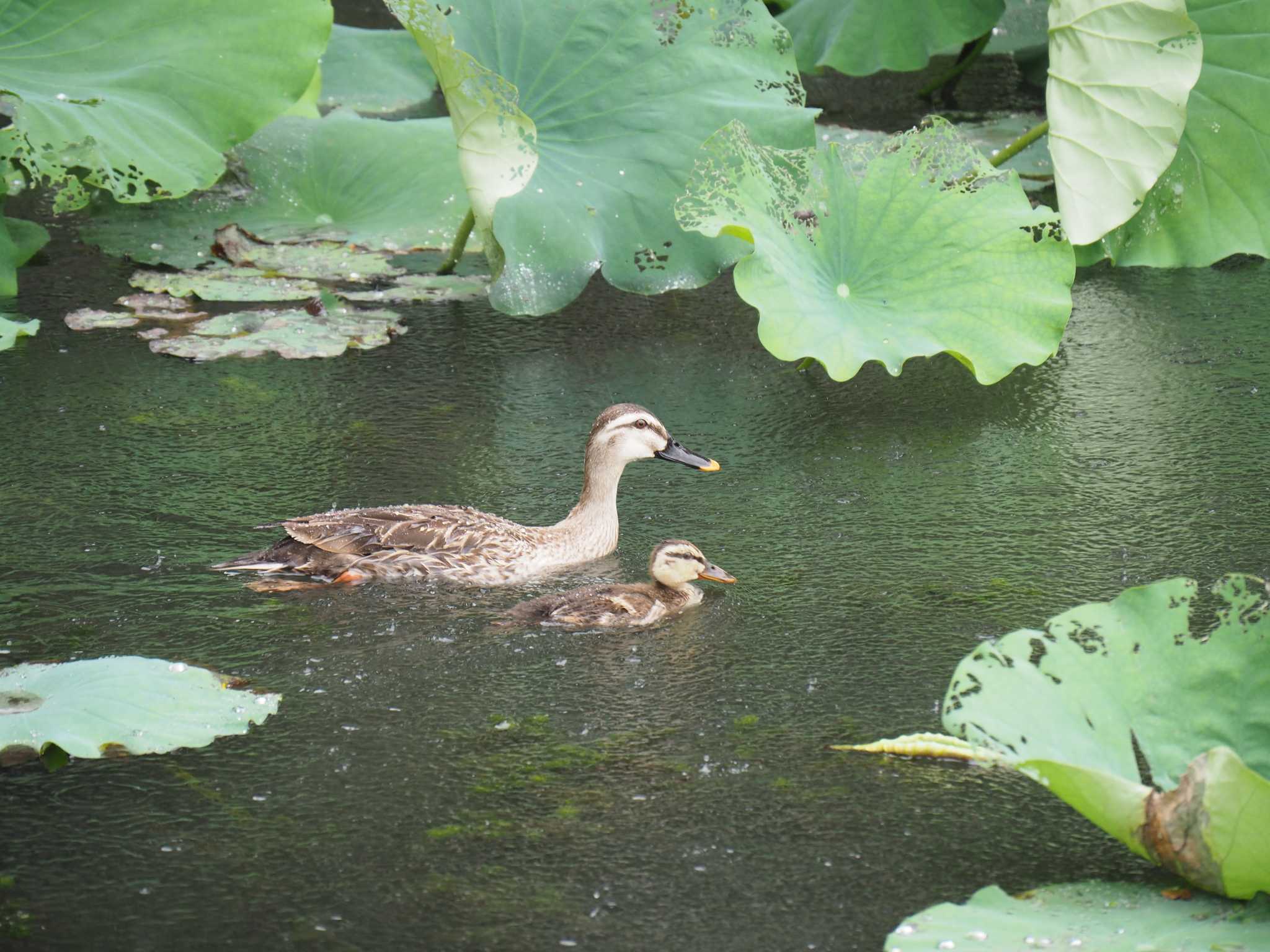 Eastern Spot-billed Duck